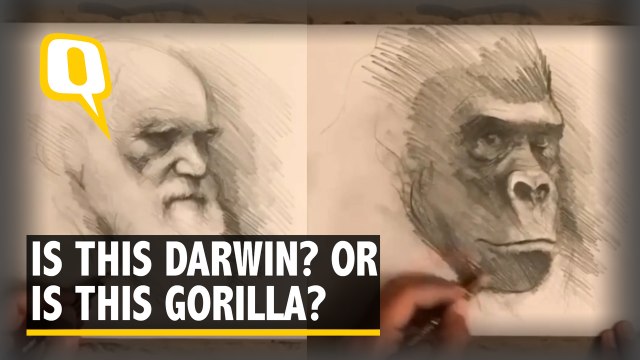 Artist Blends The Portrait Of Darwin With That of a Gorilla