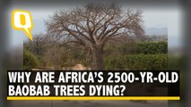 Why Are Africa’s 2,500-Year-Old Baobab ‘Trees of Life’ Dying?