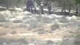 Israeli settlers fire on Palestinian shepherds