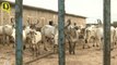 36 Cows Die Over 2 Days in Delhi Gaushala, Govt Demands Report