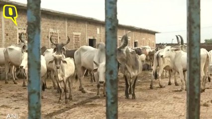 36 Cows Die Over 2 Days in Delhi Gaushala, Govt Demands Report