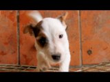 30 Seconds of Ridiculous Jack Russell Puppies