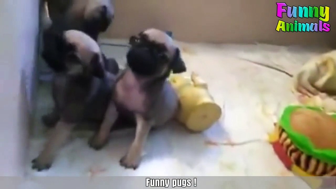 ♥Funniest Pugs Ever - Cutest Pupgs Compilation 2018♥
