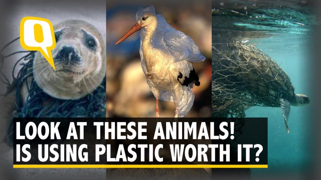 Marine Ecosystem Threatened; Our Dependency on Plastic Worth It?