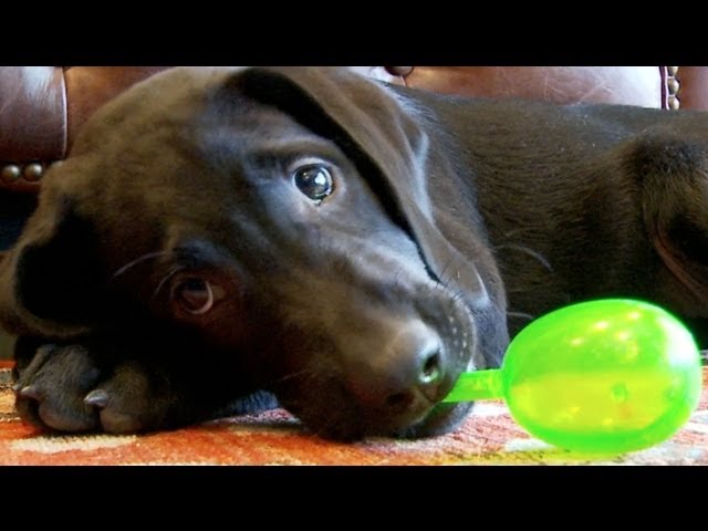 These Lab Puppies Go CRAZY for Maracas-