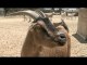 Amazing Animal Facts- - Farm Animals