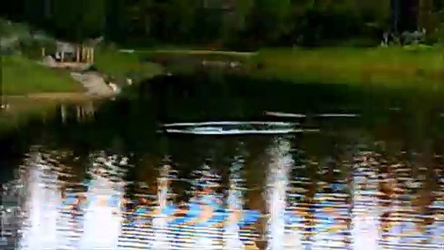 MCH 165 DUCKS PLAYING ON FISH POND,RED DEER PATH WAYS ALBERTA CANADA.