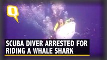 Scuba Diver Arrested For Riding A Whale Shark in Indonesia