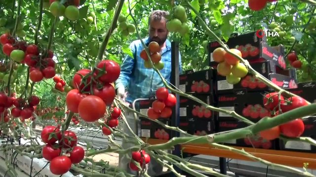 Yozgat’ta jeotermal serada yılın 12 ayı domates üretiyorlar