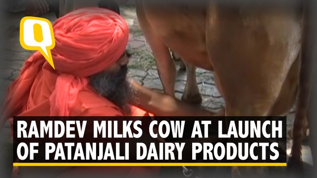 Baba Ramdev Milks Cow at Launch of Patanjali Line of Dairy Products