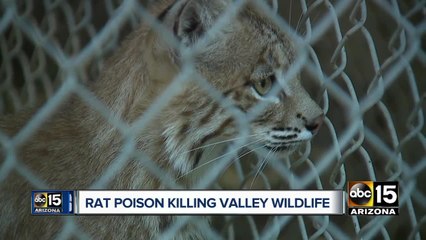 Rat poison killing Valley wildlife