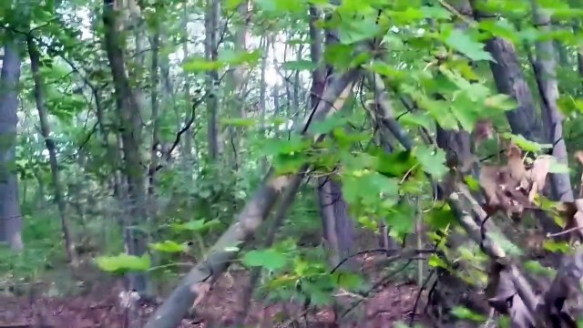 5 Scary Things Caught on Camera In the Woods