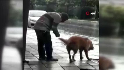 Yağmur altında ağaca bağlanan köpeği böyle yumrukladı