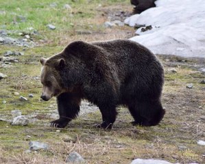 Un Français tué par un ours au Canada