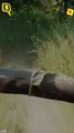 Tigress Chasing a Tourist Vehicle In the Buffer Zone of a Tiger Reserve in Maharashtra