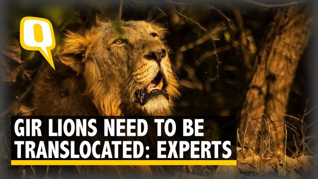Here’s Why Gir Lions May Never Leave For MP