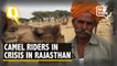 Why Rajasthan’s Camel Breeders Are in a Crisis
