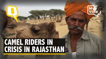 Why Rajasthan’s Camel Breeders Are in a Crisis