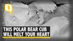 Watch | This 10-Day-Old Polar Bear Cub Will Melt Your Heart
