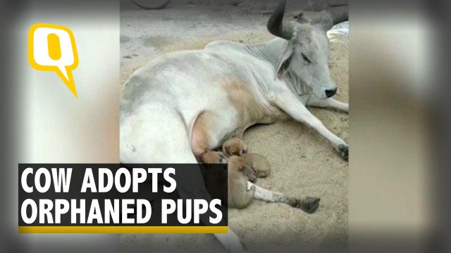 Watch: Cow Adopts Puppies After Their Mother Dies in Accident