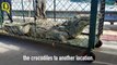 Endangered Crocodiles near SoU Translocated to Land Sea Planes