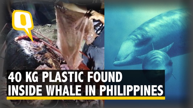 40 Kg Plastic Found Inside Whale That Washed Up in Philippines