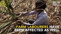 In Western UP’s Sugarcane Hub, Farmers Struggle to Make Ends Meet