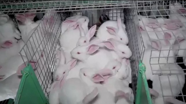 L'enfer des lapins surmédicamentés entassés dans des cages