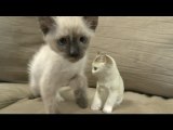 Kitten Meets His Porcelain Cat Doppleganger, Is Awesome