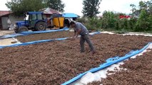 DÜZCE Fındık üretecisine 'aflatoksin' uyarısı