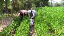 Tescilli Kale biberi üreticisinin yüzünü güldürdü - DENİZLİ