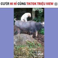 Cười hi hí cùng Tiktok triệu view!| Let smile with tik tok