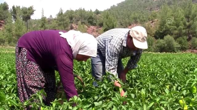 Tescilli Kale biberi üreticisinin yüzünü güldürdü