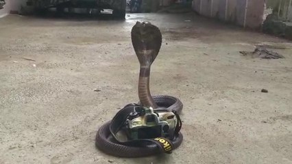 फोटोग्राफी डे पर कैमरे से पकड़ा कोबरा, देखें वायरल हो रही तस्वीरें व वीडियो