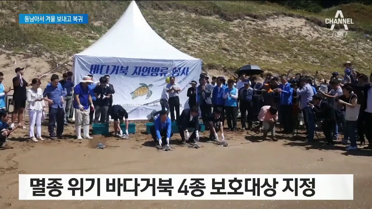 방류한 바다거북 3마리 돌아왔다…동남아서 겨울 보내고 복귀