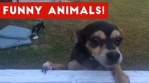 Funniest Pet Clips, Bloopers - Moments Caught On Tape 2017 - Funny Pet Videos