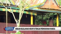 Berwisata ke Kampung Kelelawar, Tempat Ribuan Kelelawar Hidup di Tengah Permukiman