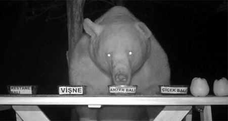 Arıcının bal testine tuttuğu ayılar, anzer balını tercih etti