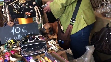 Paris'te bir kangal köpeğinin türkü duyunca hüzünlenip, ayağa kalktığı anlar