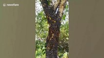 Hundreds of black, white and orange moths gather on tree in Thailand