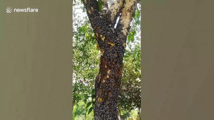 Hundreds of black, white and orange moths gather on tree in Thailand