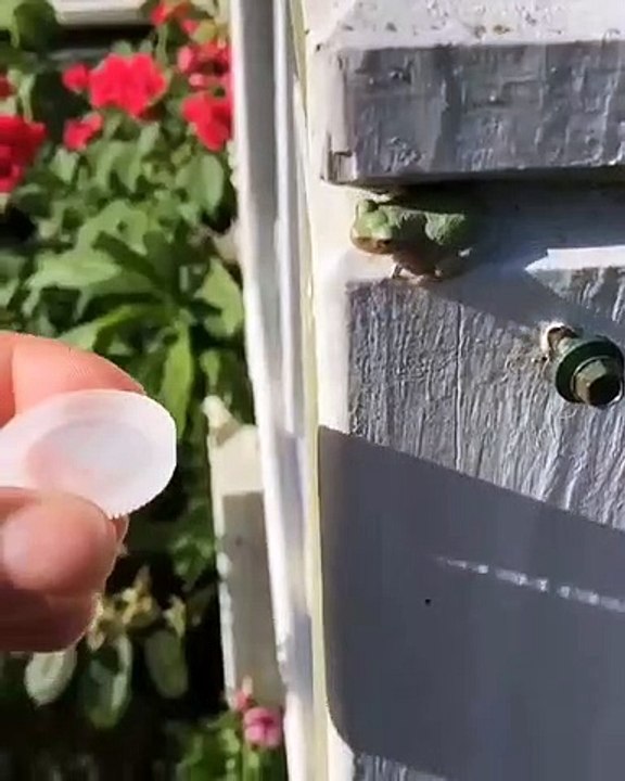 Quand une grenouille veut prendre une douche glacée sous le soleil. Trop mimi !