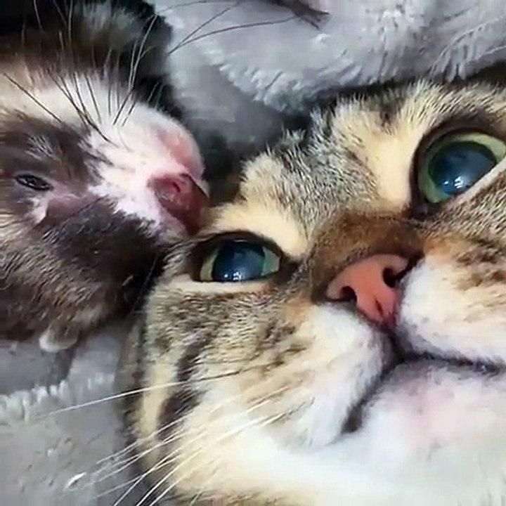 Ils nous étonnerons toujours les animaux ! Admirez cette complicité hors du commun !