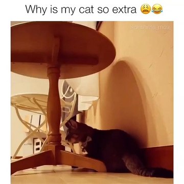 Regardez cette chatte qui s’entraîne pour l’équipe de natation olympique. Marrant !