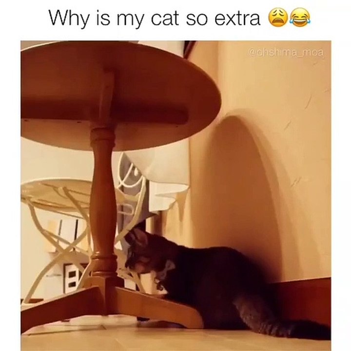 Regardez cette chatte qui s’entraîne pour l’équipe de natation olympique. Marrant !