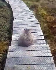 Ce chat aime se gratter sur des marches. Amusant !