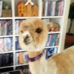 Si vous aimez les alpagas, vous allez adorer cette belle vidéo !