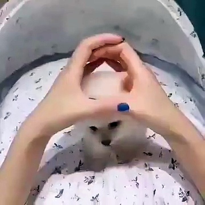 Lorsqu'un bébé poméranien joue à cache cache avec sa maman. Trop cute !