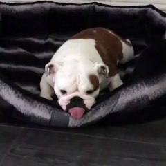 Ce bulldog a atteint un niveau de relaxation très élevé. Trop chou !