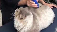 Ce superbe chat se fait toiletter tous les 4 mois et on peut voir qu’il aime. Beau minou !